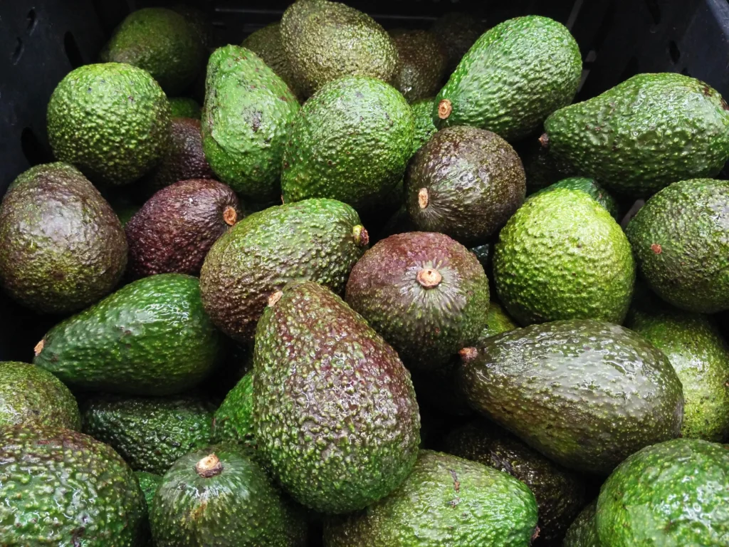 Fruit: Avocado