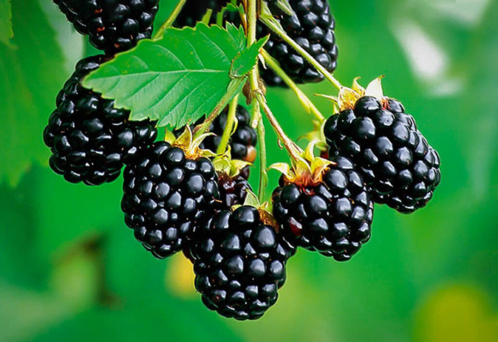 Blackberries