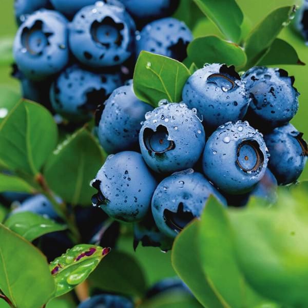 Blueberries